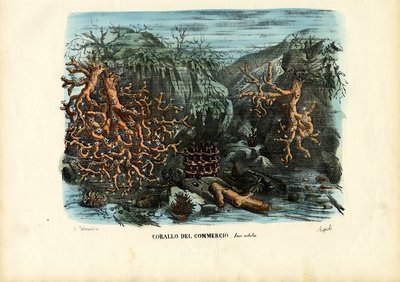 Corals, 1863-79 by Raimundo Petraroja